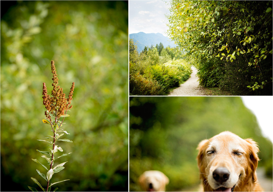 dog photography in north vancouver powerline trail