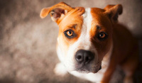 chia, dog, photoshoot, vancouver, pet photography