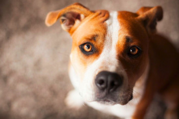 chia, dog, photoshoot, vancouver, pet photography