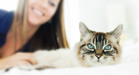 cat photoshoot, professional cat photography