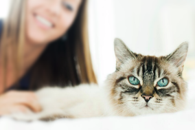 cat photoshoot, professional cat photography