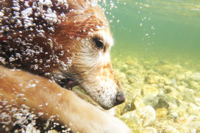 underwater dog photography