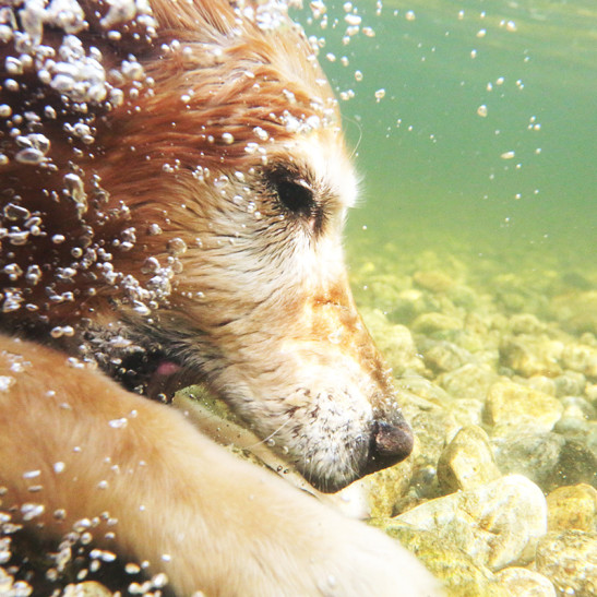 underwater dog photography