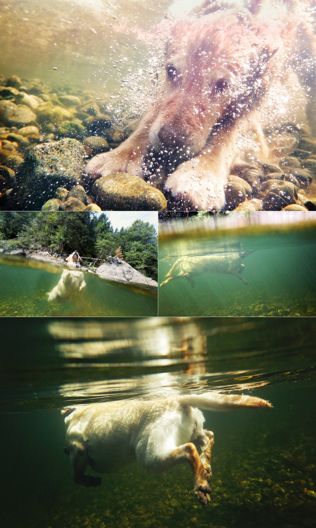 underwaterdogs2